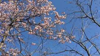 59ED523B-8F0A-4DD4-A64A-AF564349F63E.jpeg